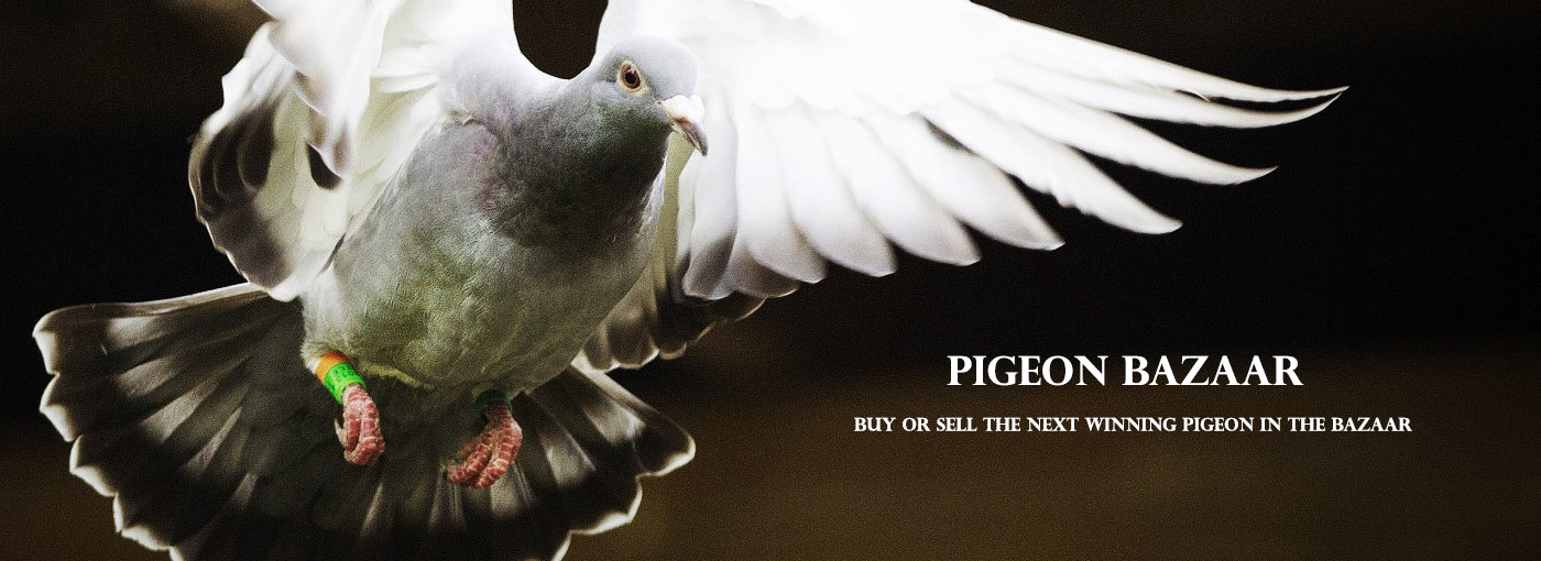 Buy or sell the next winning pigeon in the bazaar